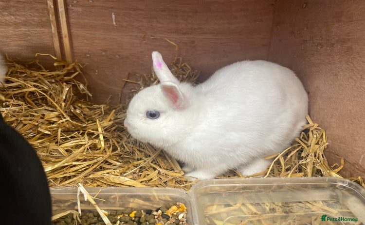 Netherland Dwarf rabbits - Advert 3