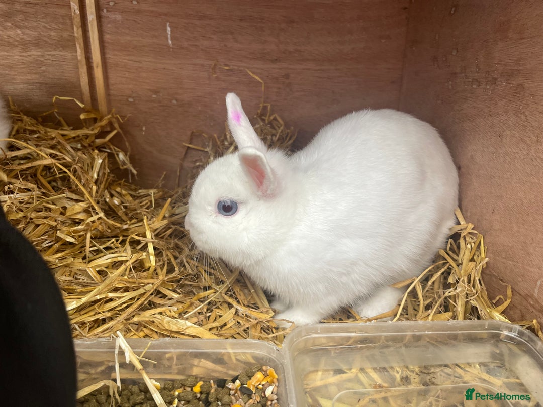 Netherland Dwarf rabbits for sale: Adult bunnies for sale - Image 1
