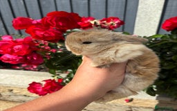 Mini Lop rabbits for sale: 2 Beautiful. Fluffy Mini Lop Rabbits - Image 5