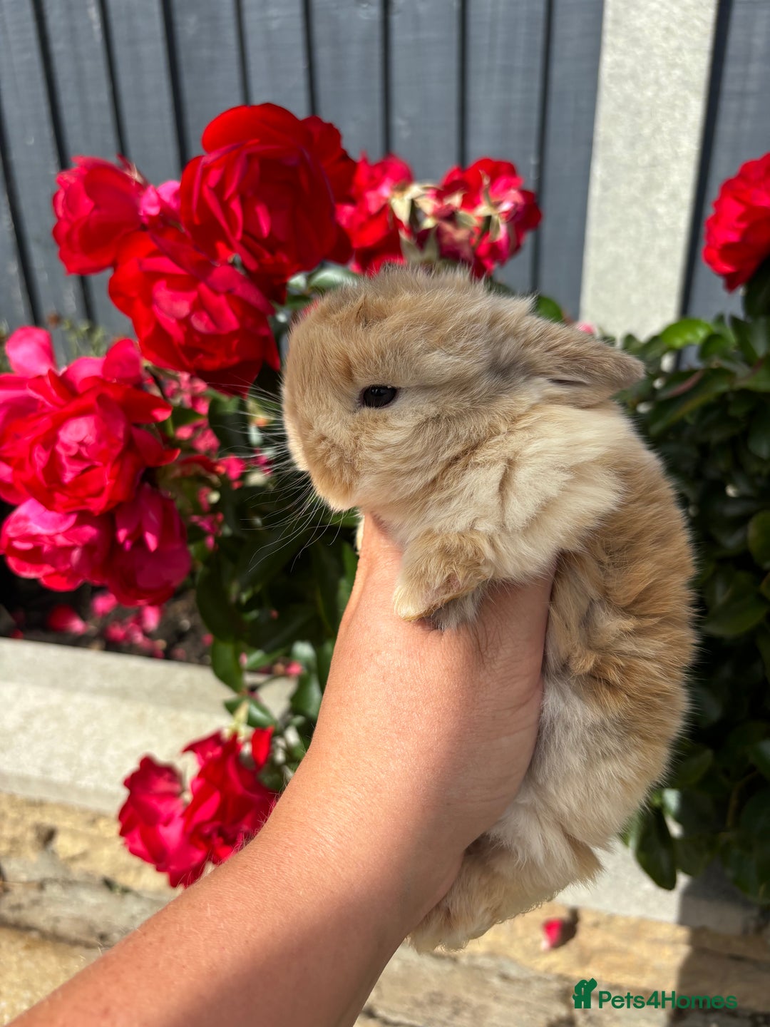 Mini Lop rabbits for sale: 2 Beautiful. Fluffy Mini Lop Rabbits - Image 5