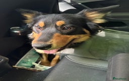 Welsh Collie dogs for sale: Beautiful Welsh Collie - Image 9