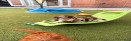 Cockapoo dogs for sale: Merle and Chocolate F1b Cockapoos Due Sept’ - Advert 9