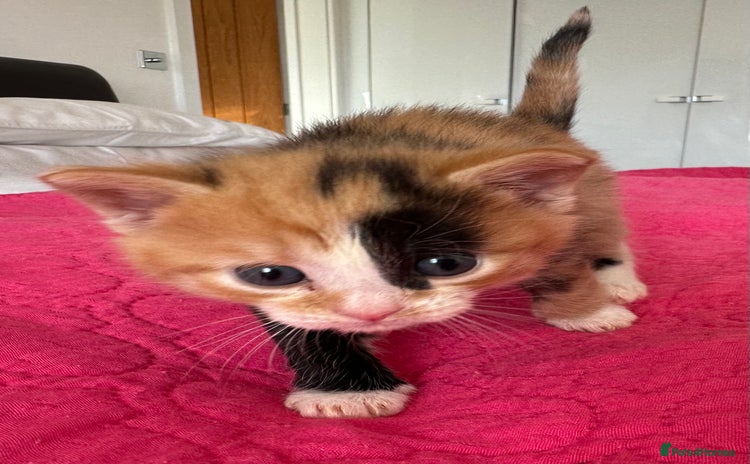 Domestic Shorthair cats - Advert 13