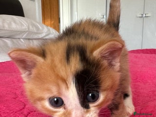 Domestic Shorthair cats - Advert 25