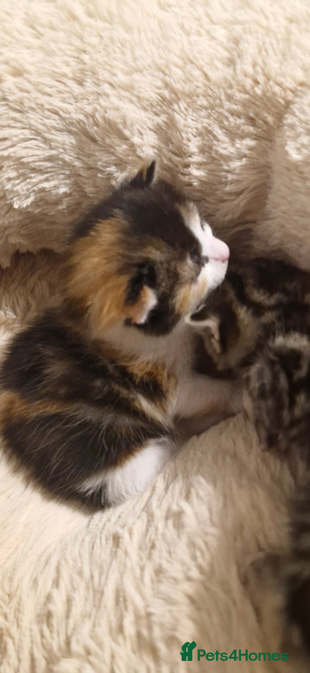 Mixed Breed cats for sale: Kittens looking for their forever homes - Advert 8