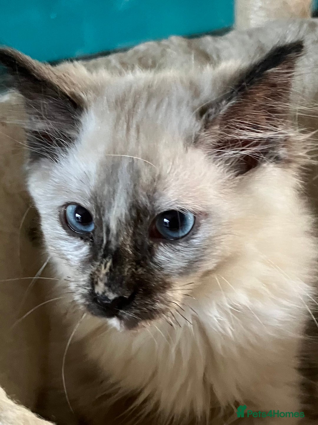 Ragdoll cats for sale: Ragdoll kittens  - Image 3