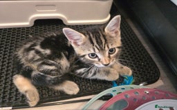Domestic Shorthair cats for sale: Tabby Cuddly kittens- microchip+1st vaccination  - Image 9