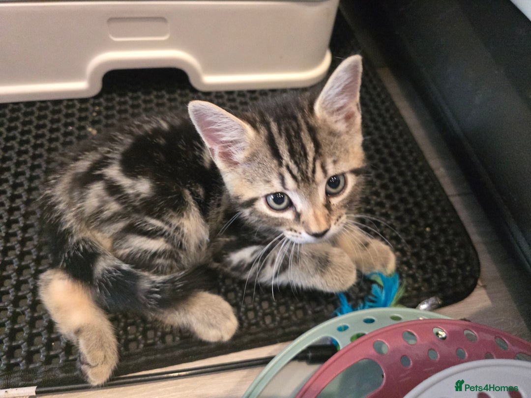 Domestic Shorthair cats for sale: Tabby Cuddly kittens- microchip+1st vaccination  - Image 9