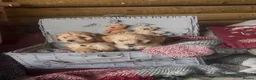 Cockapoo dogs for sale: Beautiful miniature cockapoo s in Chippenham - Advert 7
