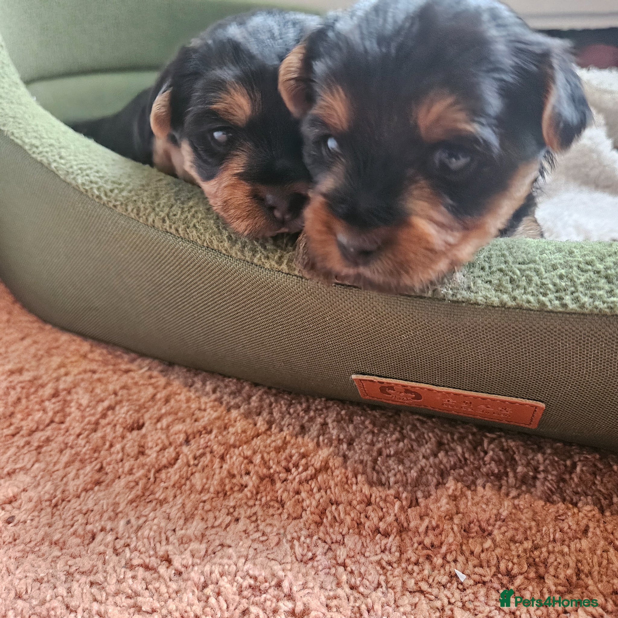 Yorkshire Terrier dogs 2 male and 1 female Yorkshire Terrier  - Advert 1