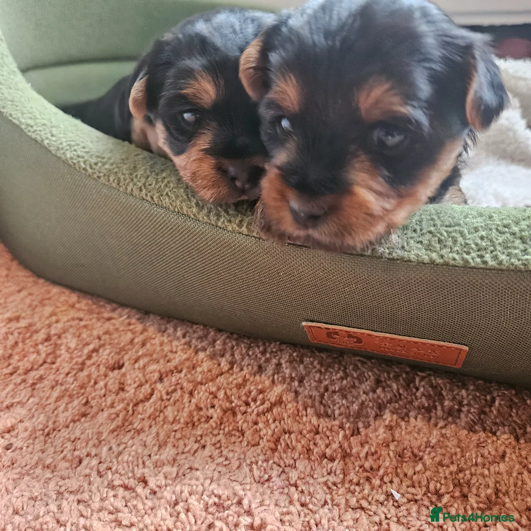 Yorkshire Terrier dogs for sale: 2 male and 1 female Yorkshire Terrier  - Advert 1
