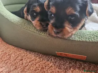 Yorkshire Terrier dogs 2 male and 1 female Yorkshire Terrier - Advert 1