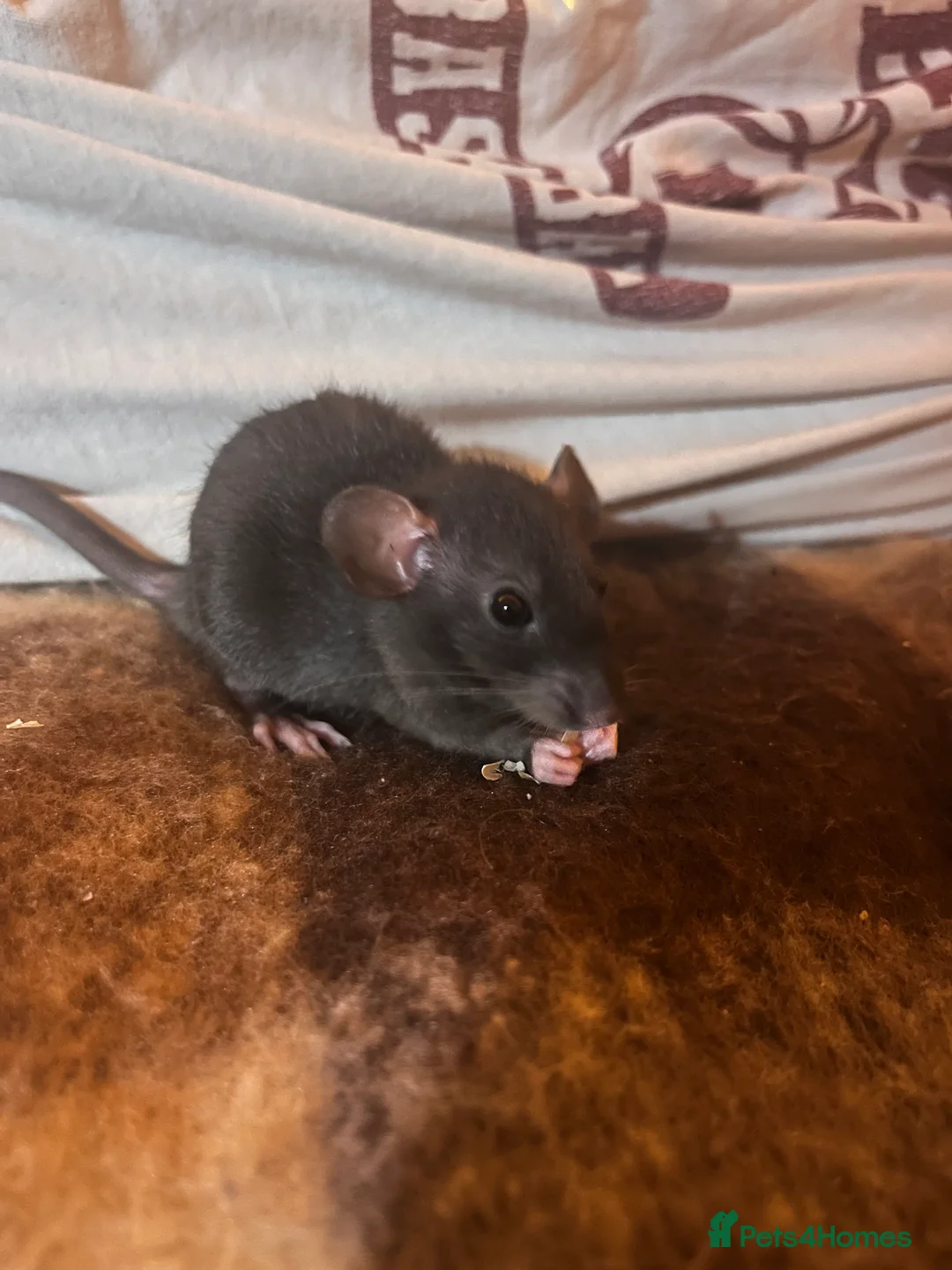 Rat rodents for sale: 2 Dumbo rats - Advert 4