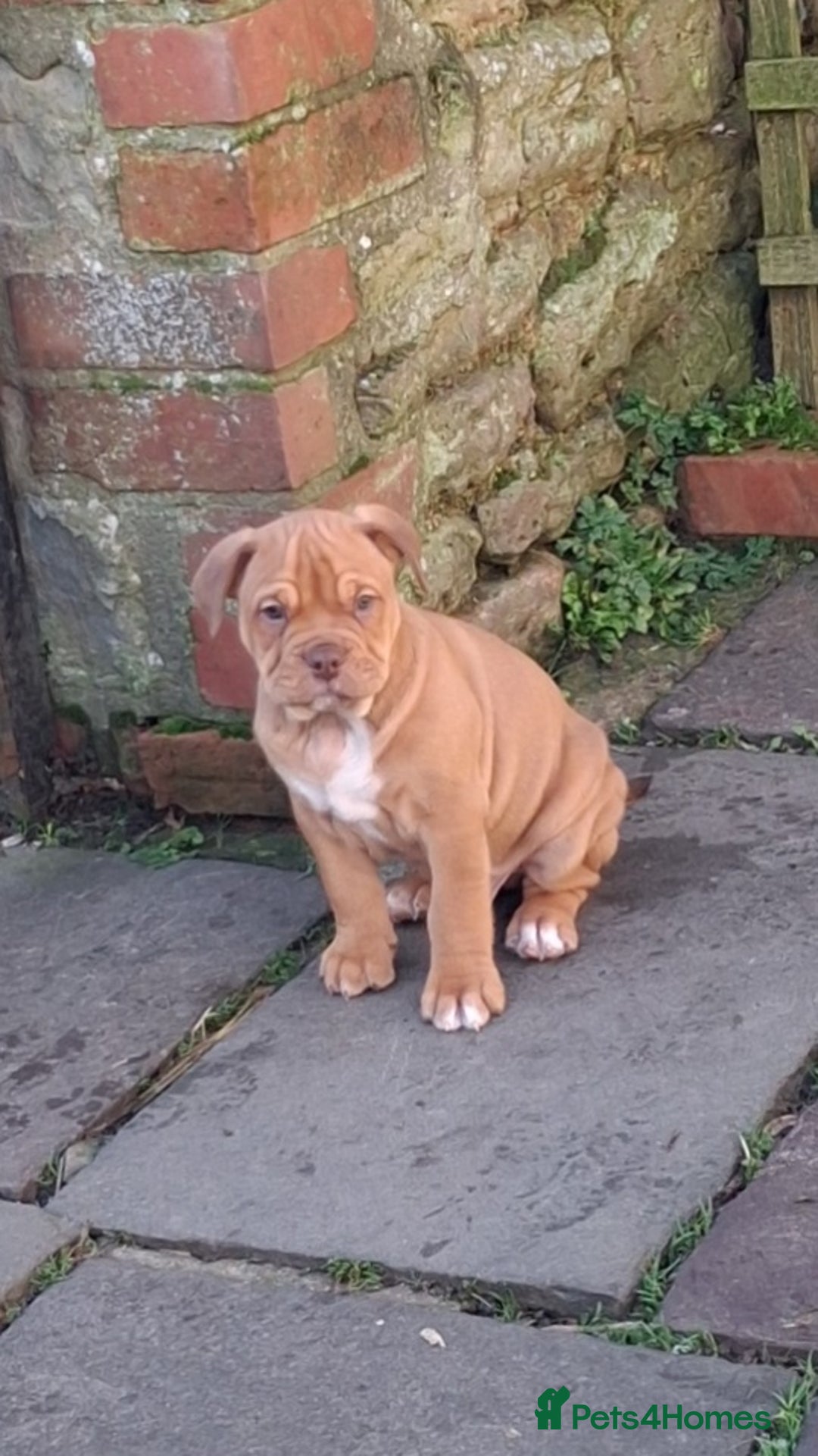 English Bulldog dogs for sale: Beautiful bulldog x rotty mastiff - Advert 13
