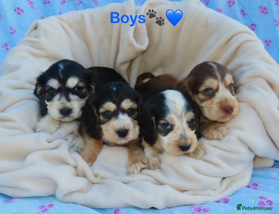 Cocker Spaniel dogs Beautiful Cocker Spaniel Puppies 🐾🐶🏡 - Advert 1