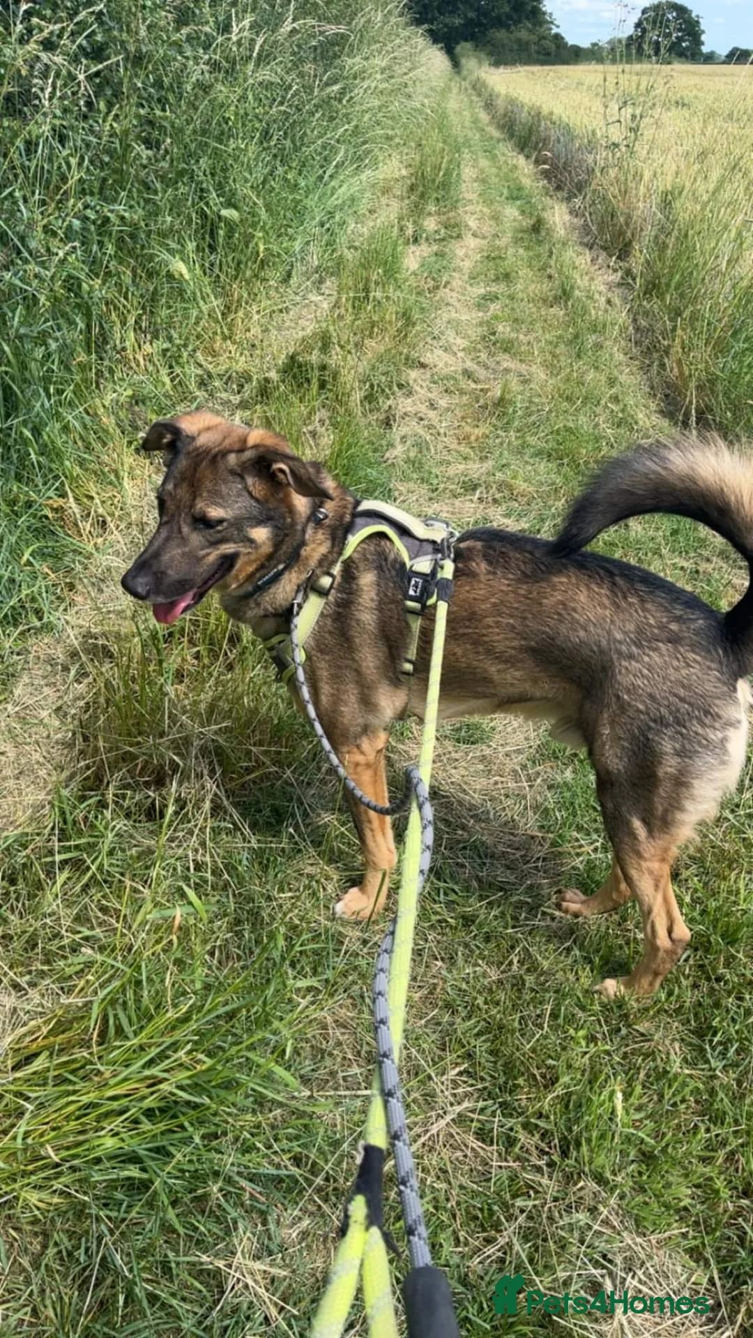 Mixed Breed dogs for adoption: Meet Ozzy, currently residing in Cheshire  in Nantwich - Advert 21
