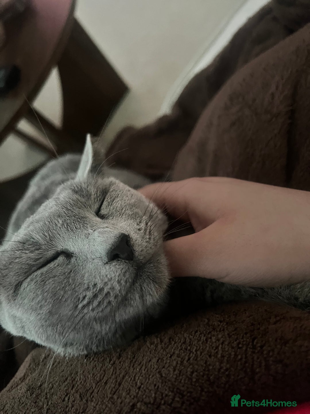 Russian Blue cats for sale: Pedigree Russian Blue Female for sale  - Advert 5