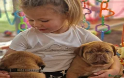 Dogue De Bordeaux dogs for sale: Dogue de Bordeaux puppies  - Advert 11