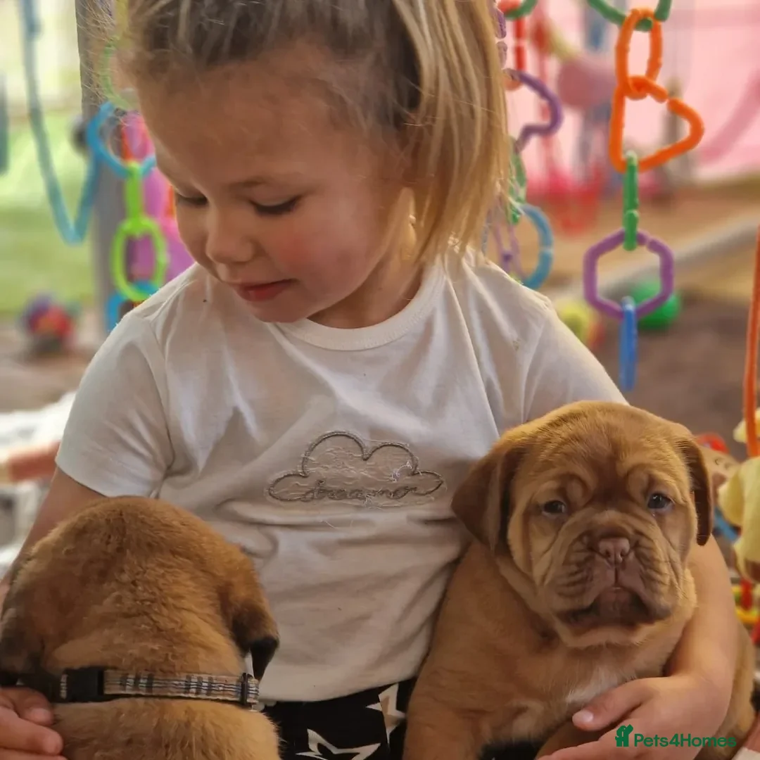 Dogue De Bordeaux dogs for sale: Dogue de Bordeaux puppies  - Advert 11