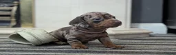 Dachshund dogs for sale: Gorgeous Smooth-Haired Dachshund Puppies - Advert 12