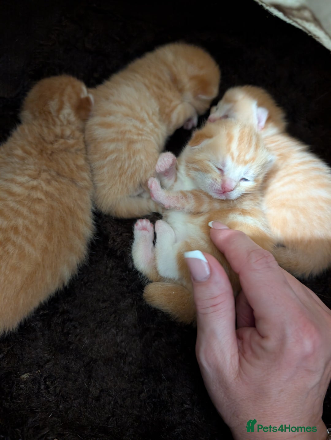 Mixed Breed cats for sale: 4 Beautiful Ginger Kittens - Advert 3
