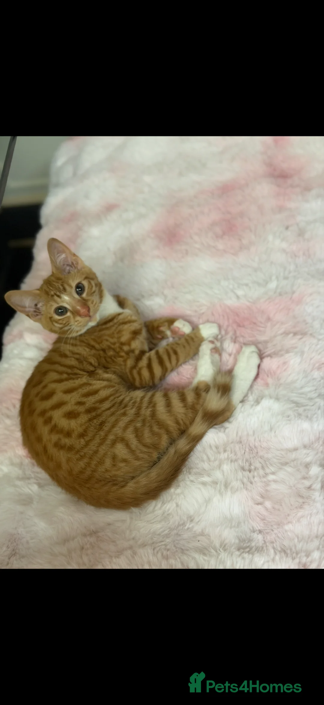 Mixed Breed cats for sale: Beautiful ginger kitten in Manchester - Advert 2