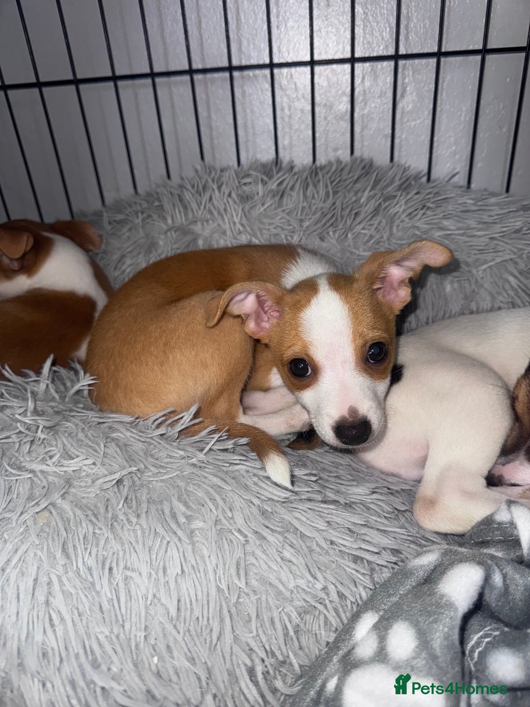 Mixed Breed dogs for sale: 2 MALEs LEFT. Ready to leave. Jack Russell cross - Image 5