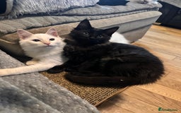 Ragdoll cats for sale: Calico Ragdoll kitten  - Image 13