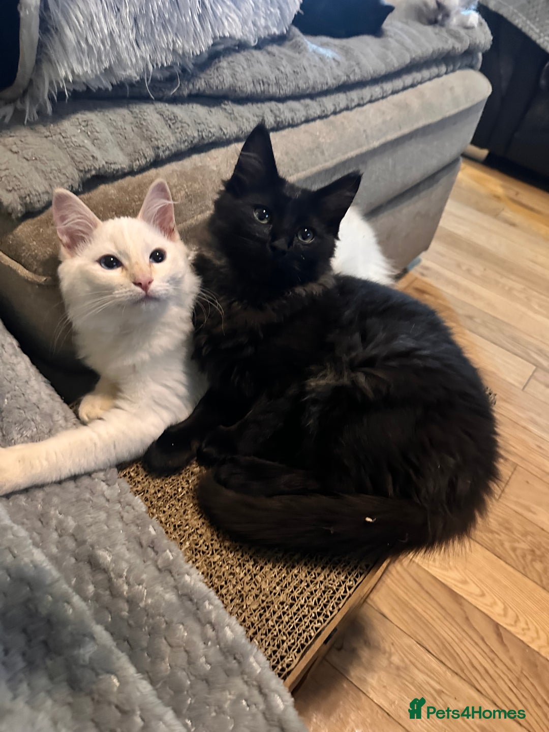 Ragdoll cats for sale: Calico Ragdoll kitten  - Image 13