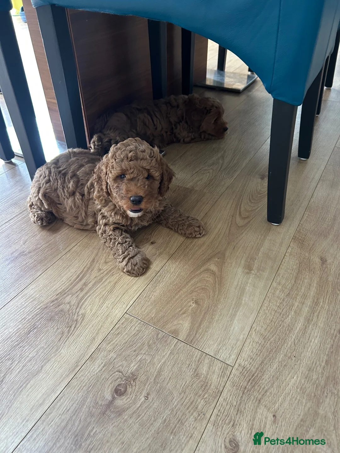 Cockapoo dogs for sale: Adorable F1BB Cockapoos - Advert 35
