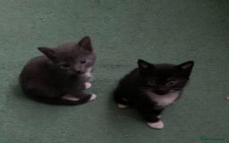 Mixed Breed cats for sale: Ragdoll, Russian blue & tuxedo kitten - Image 8