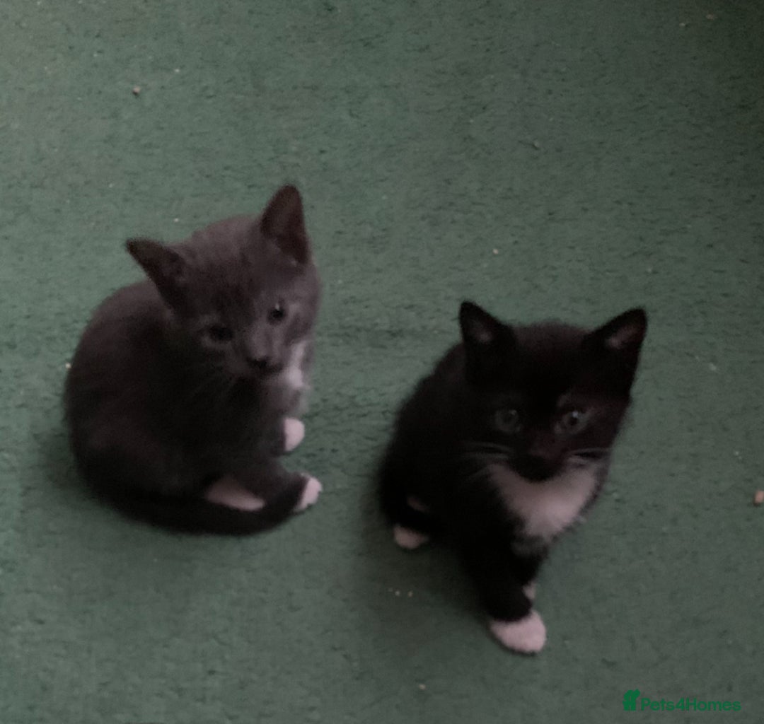 Mixed Breed cats for sale: Ragdoll, Russian blue & tuxedo kitten - Image 8
