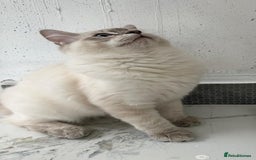 Ragdoll cats for sale: GCCF full pedigree ragdoll kittens  - Image 3