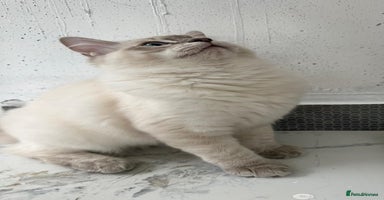 Ragdoll cats - Advert 3