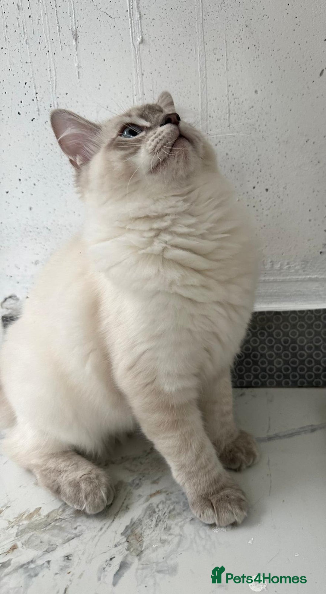 Ragdoll cats for sale: GCCF full pedigree ragdoll kittens  - Image 3