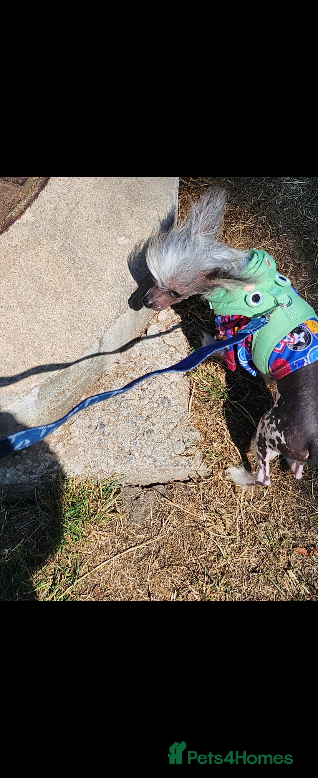 Mixed Breed dogs for sale: Tiny hairless Chinese crested/chihuahua pup  - Image 16
