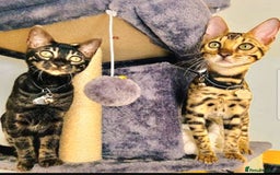 Bengal cats for sale: Bengal Kittens Tica Registered  - Image 17