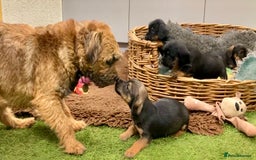 Mixed Breed dogs for sale: Border Terrier cross puppies  - Image 5
