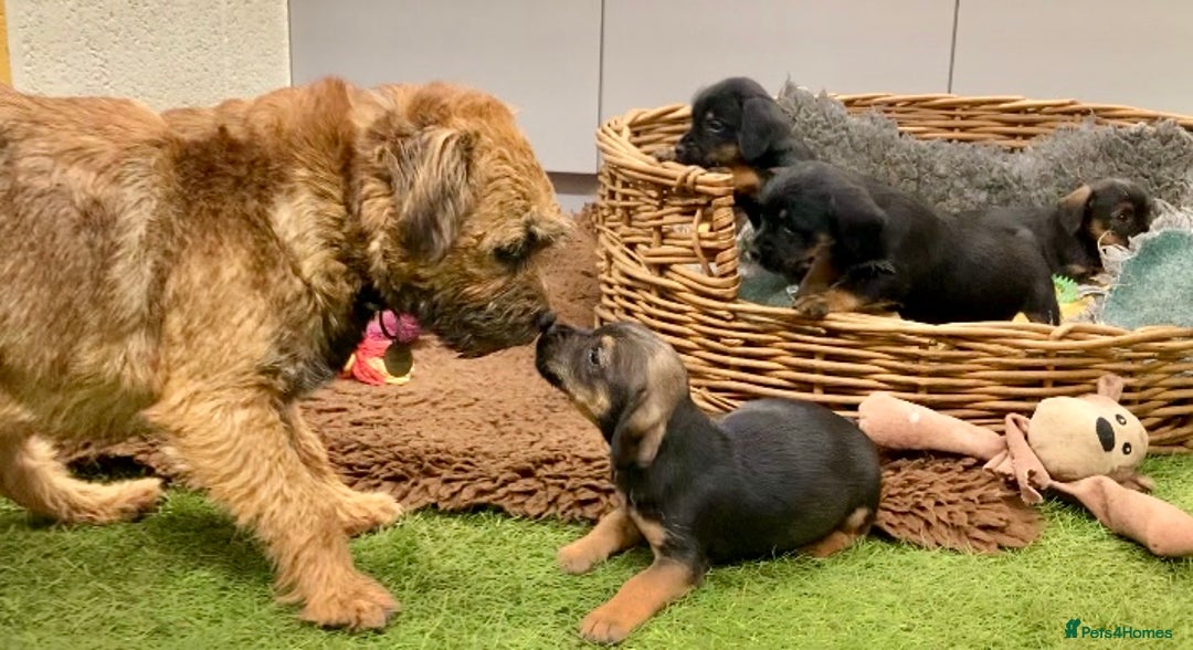 Mixed Breed dogs for sale: Border Terrier cross puppies  - Image 5