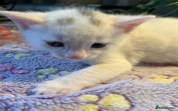 Khao Manee cats for sale: Beautiful 2 male and 2 female kittens  - Image 2