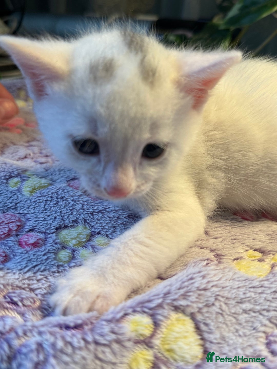 Khao Manee cats for sale: Beautiful 2 male and 2 female kittens  - Image 2