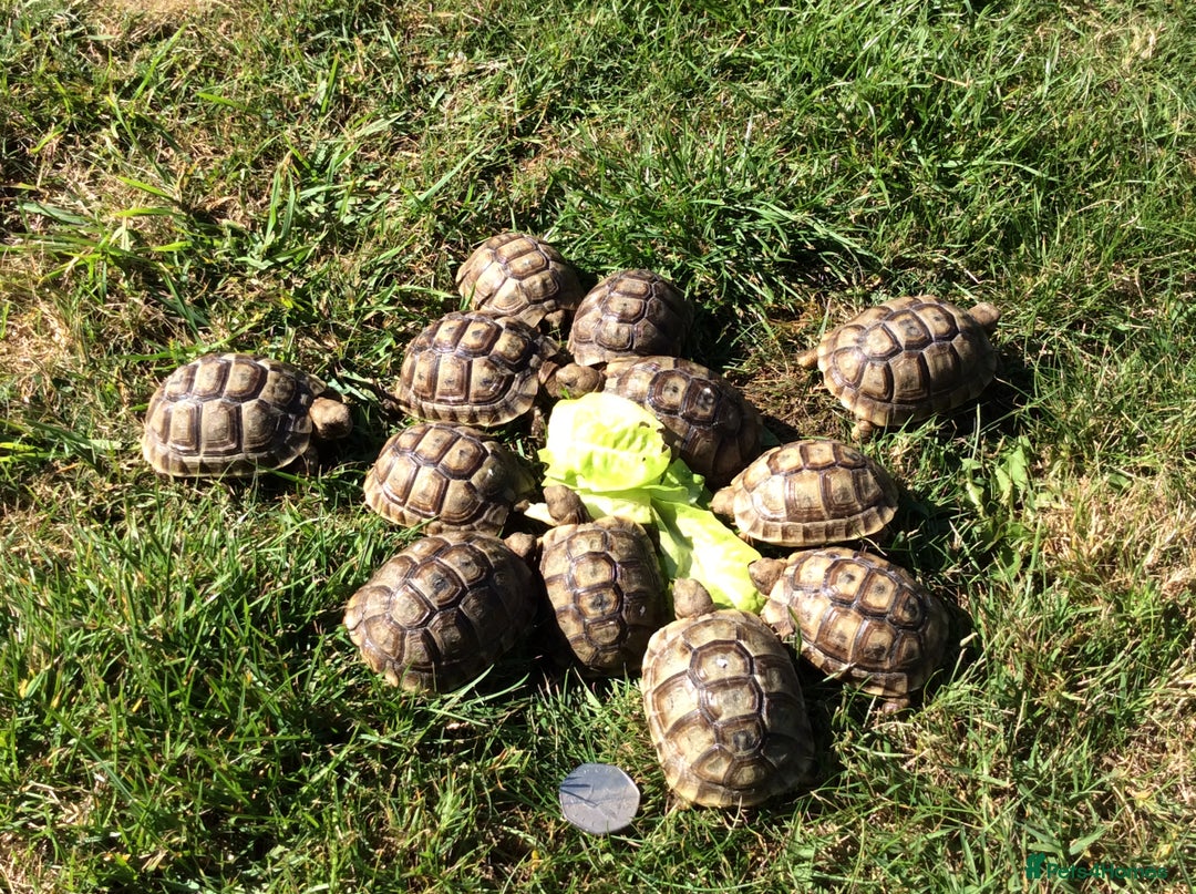Tortoise reptiles for sale: Mediterranean spur-thighed tortoise hatchlings  - Image 2