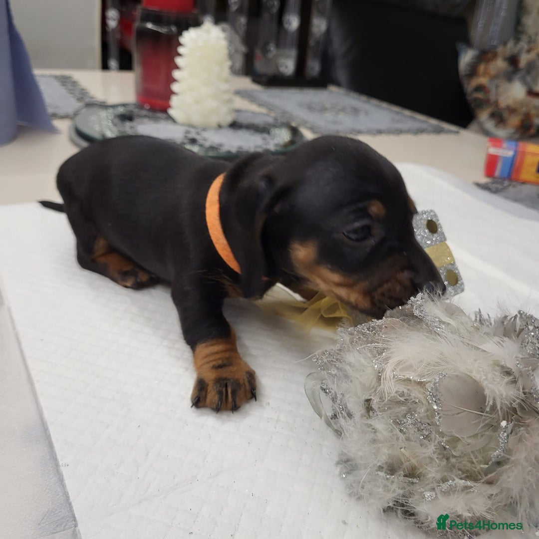 Dachshund dogs for sale: Wonderful dachshund puppies  - Advert 14