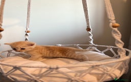 Persian cats for sale: Exotic Persians - Image 14