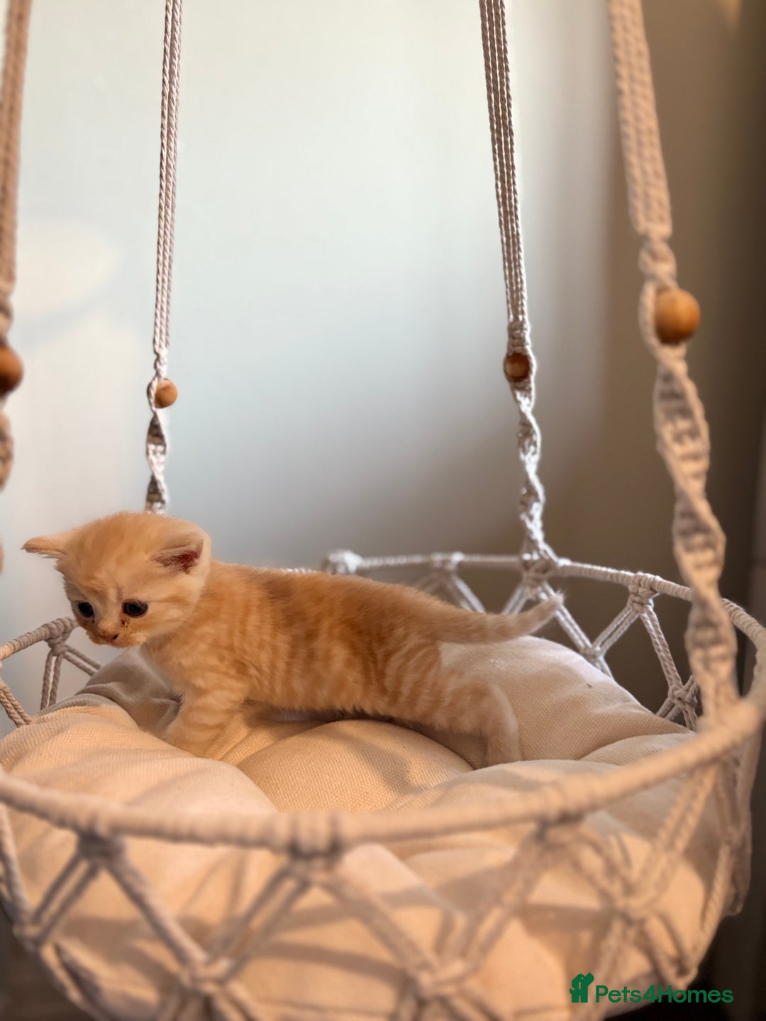 Persian cats for sale: Exotic Persians - Image 14