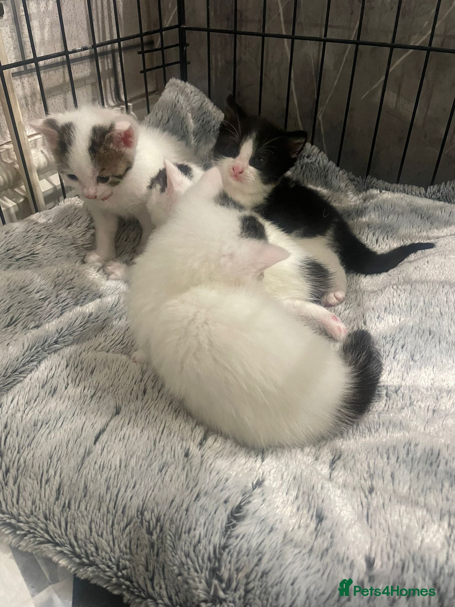 Mixed Breed cats for sale: Kittens - rescue - Advert 7