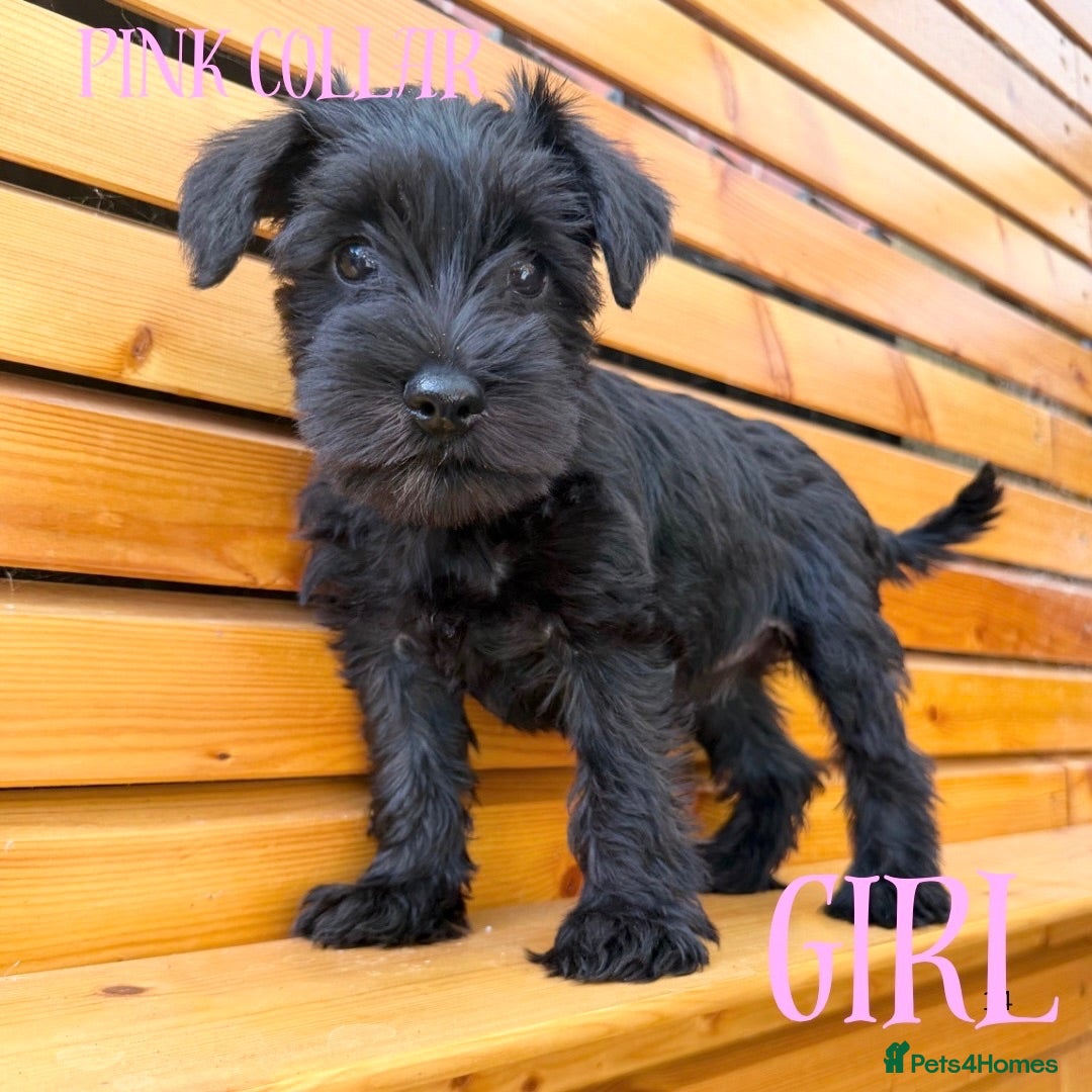 Miniature Schnauzer dogs Beautiful Miniature Schnauzers  - Advert 2