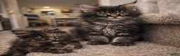 Maine Coon cats for sale: Last 2 Maine Coon Kittens in Sheffield - Advert 4