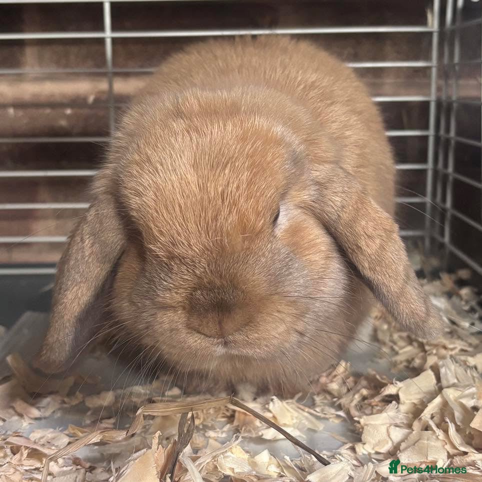 Mini Lop rabbits BEAUTIFUL MINI LOP BUNNY  - Advert 3