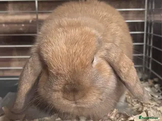 Mini Lop rabbits BEAUTIFUL MINI LOP BUNNY - Advert 3
